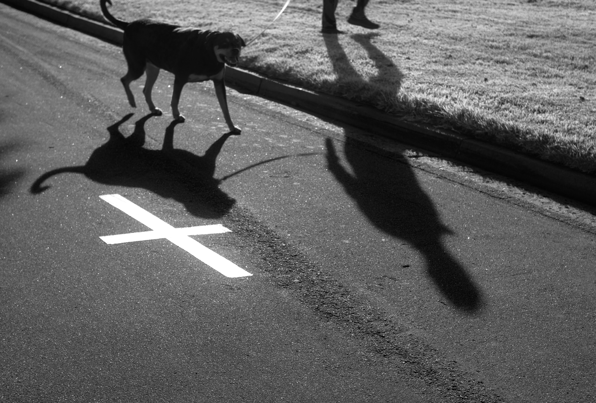 Dog Shadow